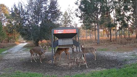 Leesburg Georgia Live Deer Feeder Webcam - Feb 28, 2026, 6:12pm EST
