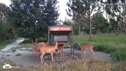 Leesburg Georgia Live Deer Feeder Webcam - Jun 27, 2026, 8:49pm EDT