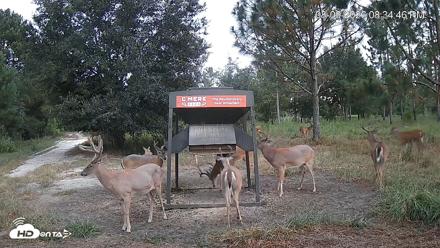 Leesburg Georgia Live Deer Feeder Webcam - Aug 9, 2026, 8:35pm EDT
