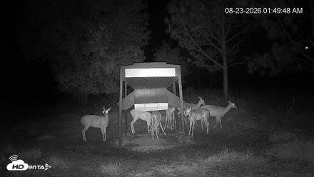 Leesburg Georgia Live Deer Feeder Webcam - Aug 23, 2026, 1:49am EDT