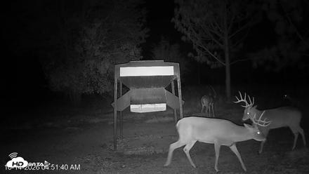 Leesburg Georgia Live Deer Feeder Webcam - Oct 14, 2026, 4:52am EDT