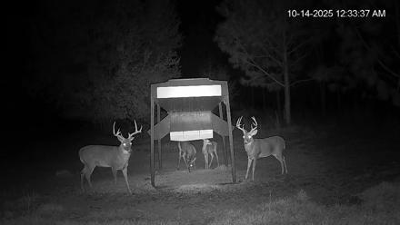 Leesburg Georgia Live Deer Feeder Webcam - Oct 14, 2025, 12:35am EDT