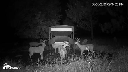 Leesburg Georgia Live Deer Feeder Webcam - Jun 20, 2026, 9:37pm EDT