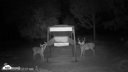 Leesburg Georgia Live Deer Feeder Webcam - Sep 27, 2026, 4:37am EDT
