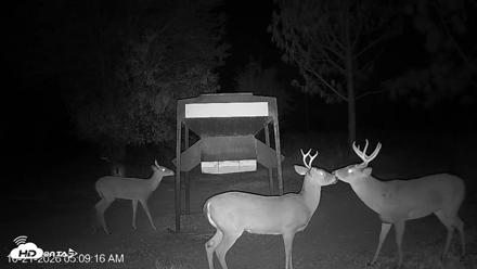 Leesburg Georgia Live Deer Feeder Webcam - Oct 21, 2026, 5:10am EDT