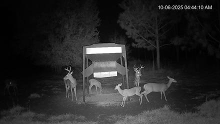 Leesburg Georgia Live Deer Feeder Webcam - Oct 6, 2025, 4:43am EDT