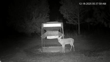 Leesburg Georgia Live Deer Feeder Webcam - Dec 18, 2025, 5:38am EST