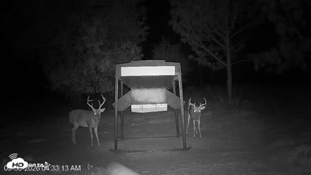Leesburg Georgia Live Deer Feeder Webcam - Sep 30, 2026, 4:33am EDT