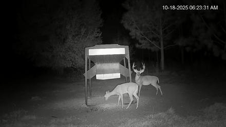 Leesburg Georgia Live Deer Feeder Webcam - Oct 18, 2025, 6:23am EDT