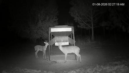 Leesburg Georgia Live Deer Feeder Webcam - Jan 8, 2026, 2:27am EST