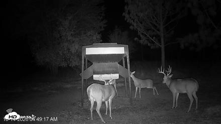 Leesburg Georgia Live Deer Feeder Webcam - Oct 14, 2026, 4:50am EDT