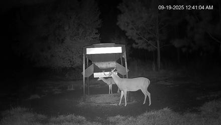 Leesburg Georgia Live Deer Feeder Webcam - Sep 19, 2025, 12:41am EDT