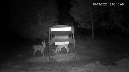Leesburg Georgia Live Deer Feeder Webcam - Oct 13, 2025, 12:06am EDT