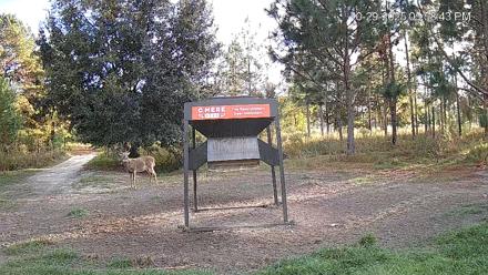 Leesburg Georgia Live Deer Feeder Webcam - Oct 29, 2025, 5:58pm EDT