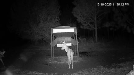 Leesburg Georgia Live Deer Feeder Webcam - Dec 19, 2025, 11:37pm EST
