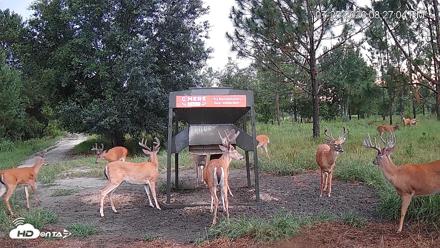 Leesburg Georgia Live Deer Feeder Webcam - Jul 25, 2026, 8:27pm EDT