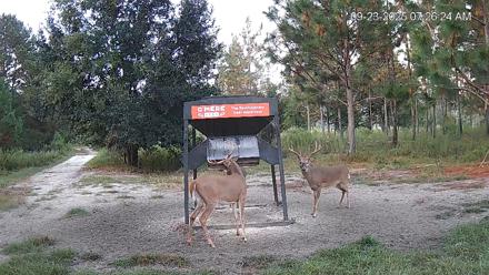 Leesburg Georgia Live Deer Feeder Webcam - Sep 23, 2025, 7:26am EDT
