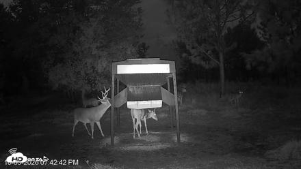 Leesburg Georgia Live Deer Feeder Webcam - Oct 5, 2026, 7:42pm EDT