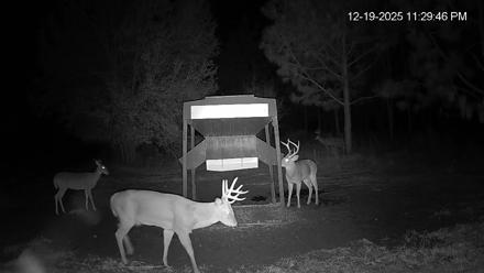 Leesburg Georgia Live Deer Feeder Webcam - Dec 19, 2025, 11:30pm EST