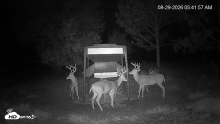 Leesburg Georgia Live Deer Feeder Webcam - Aug 29, 2026, 5:41am EDT