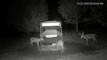 Leesburg Georgia Live Deer Feeder Webcam - Dec 22, 2025, 5:50am EST