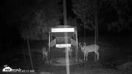 Leesburg Georgia Live Deer Feeder Webcam - Oct 5, 2026, 12:43am EDT