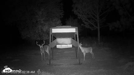 Leesburg Georgia Live Deer Feeder Webcam - Sep 24, 2026, 6:02am EDT