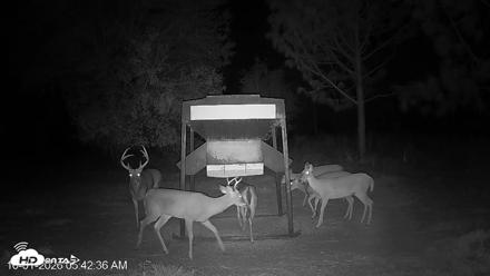 Leesburg Georgia Live Deer Feeder Webcam - Oct 1, 2026, 5:42am EDT