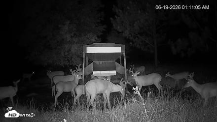 Leesburg Georgia Live Deer Feeder Webcam - Jun 19, 2026, 1:11am EDT