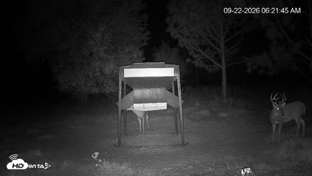 Leesburg Georgia Live Deer Feeder Webcam - Sep 22, 2026, 6:21am EDT