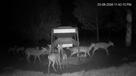 Leesburg Georgia Live Deer Feeder Webcam - Mar 8, 2026, 11:42pm EDT