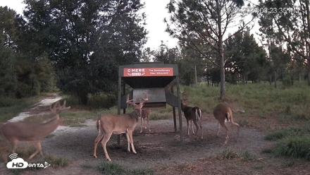 Leesburg Georgia Live Deer Feeder Webcam - Aug 29, 2026, 8:23pm EDT