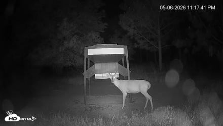 Leesburg Georgia Live Deer Feeder Webcam - May 6, 2026, 11:18pm EDT