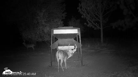 Leesburg Georgia Live Deer Feeder Webcam - Oct 21, 2026, 5:26am EDT