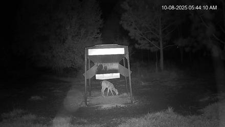 Leesburg Georgia Live Deer Feeder Webcam - Oct 8, 2025, 5:44am EDT