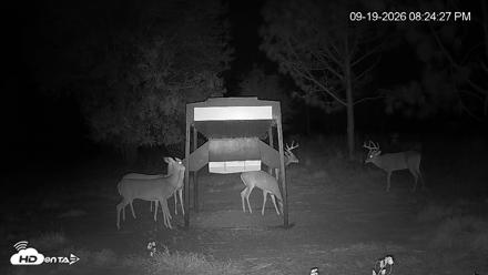 Leesburg Georgia Live Deer Feeder Webcam - Sep 19, 2026, 8:24pm EDT