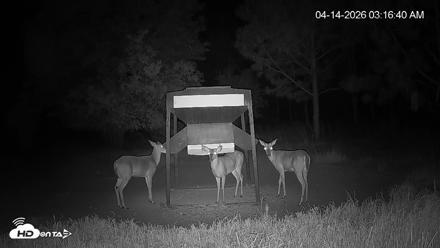 Leesburg Georgia Live Deer Feeder Webcam - Apr 14, 2026, 3:17am EDT