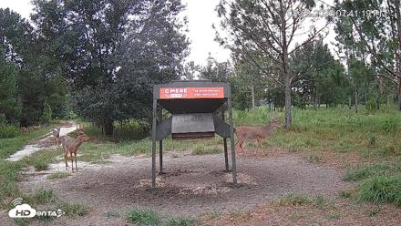 Leesburg Georgia Live Deer Feeder Webcam - Aug 28, 2026, 7:41pm EDT