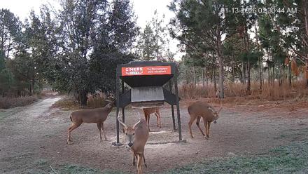 Leesburg Georgia Live Deer Feeder Webcam - Jan 13, 2026, 7:31am EST