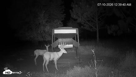 Leesburg Georgia Live Deer Feeder Webcam - Jul 10, 2026, 12:39am EDT