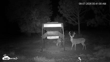 Leesburg Georgia Live Deer Feeder Webcam - Sep 7, 2026, 5:41am EDT