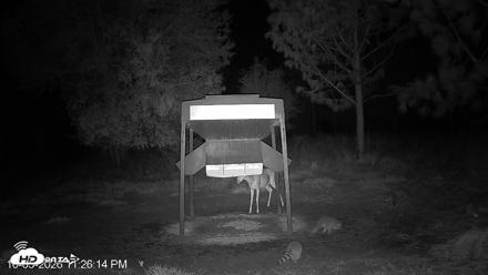 Leesburg Georgia Live Deer Feeder Webcam - Oct 5, 2026, 11:26pm EDT