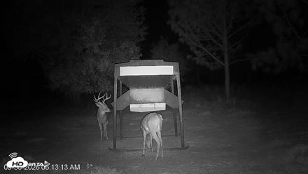 Leesburg Georgia Live Deer Feeder Webcam - Sep 30, 2026, 6:13am EDT
