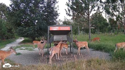 Leesburg Georgia Live Deer Feeder Webcam - Jun 28, 2026, 8:49pm EDT