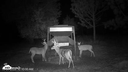 Leesburg Georgia Live Deer Feeder Webcam - Oct 8, 2026, 12:09am EDT