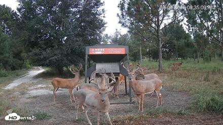 Leesburg Georgia Live Deer Feeder Webcam - Aug 9, 2026, 8:35pm EDT