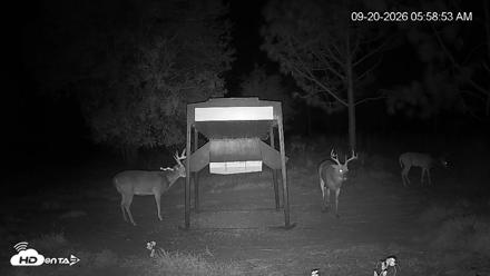 Leesburg Georgia Live Deer Feeder Webcam - Sep 20, 2026, 5:59am EDT