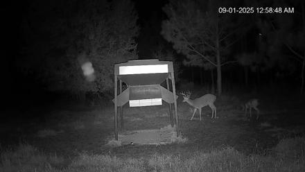 Leesburg Georgia Live Deer Feeder Webcam - Sep 1, 2025, 12:59am EDT