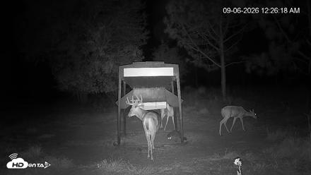 Leesburg Georgia Live Deer Feeder Webcam - Sep 6, 2026, 12:26am EDT