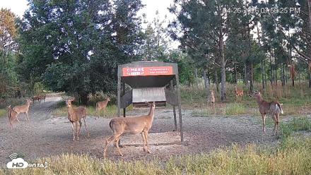 Leesburg Georgia Live Deer Feeder Webcam - Apr 26, 2026, 7:59pm EDT
